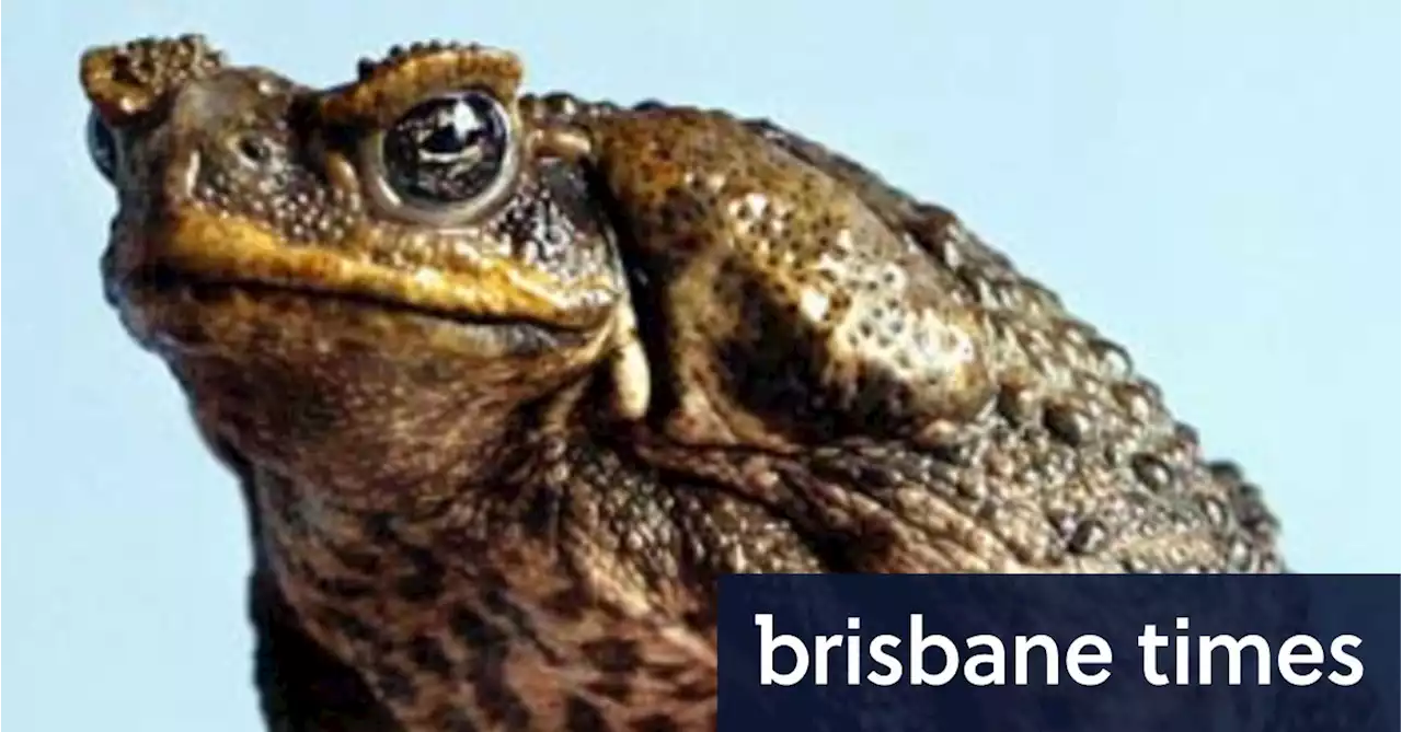 A warts-and-all way to kill cane toads humanely – without the ‘zombie’ effect