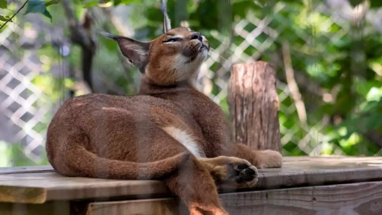 Cape Town’s caracals exposed to harmful 'forever chemicals'