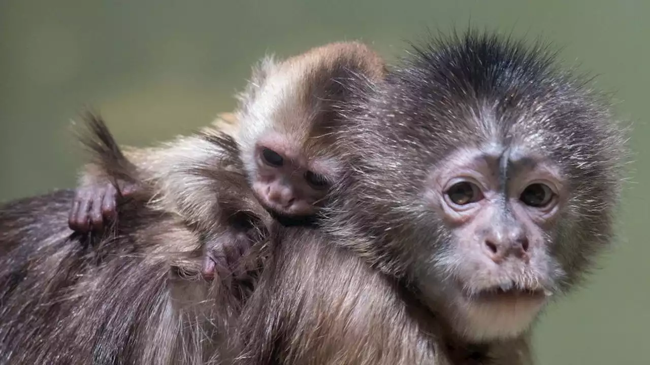 Ein kleines Affen-Wunder im Berliner Zoo