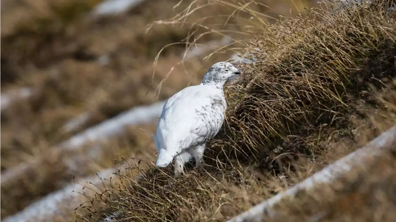 Die Leiden der Alpentiere im milden Winter