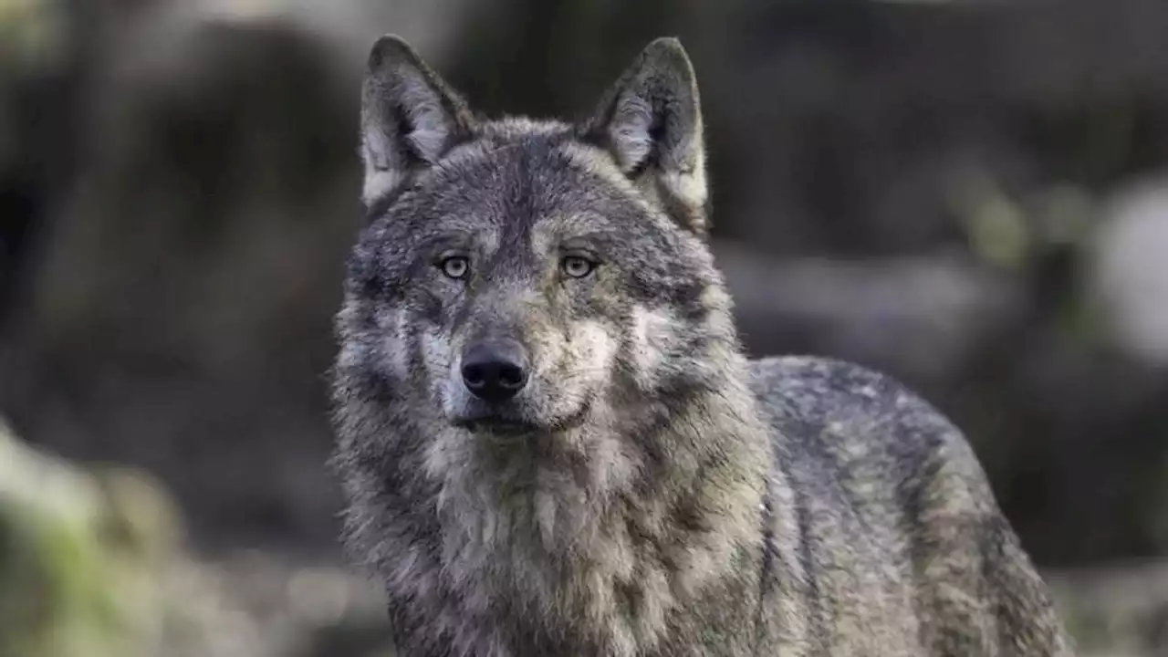 Côtes-d’Armor : un loup aperçu près de Lannion, une première depuis un siècle