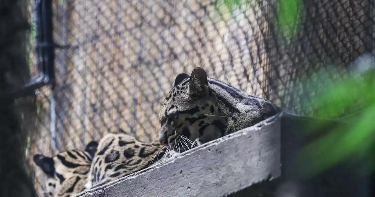 Clouded leopard found after hours-long search at Dallas Zoo