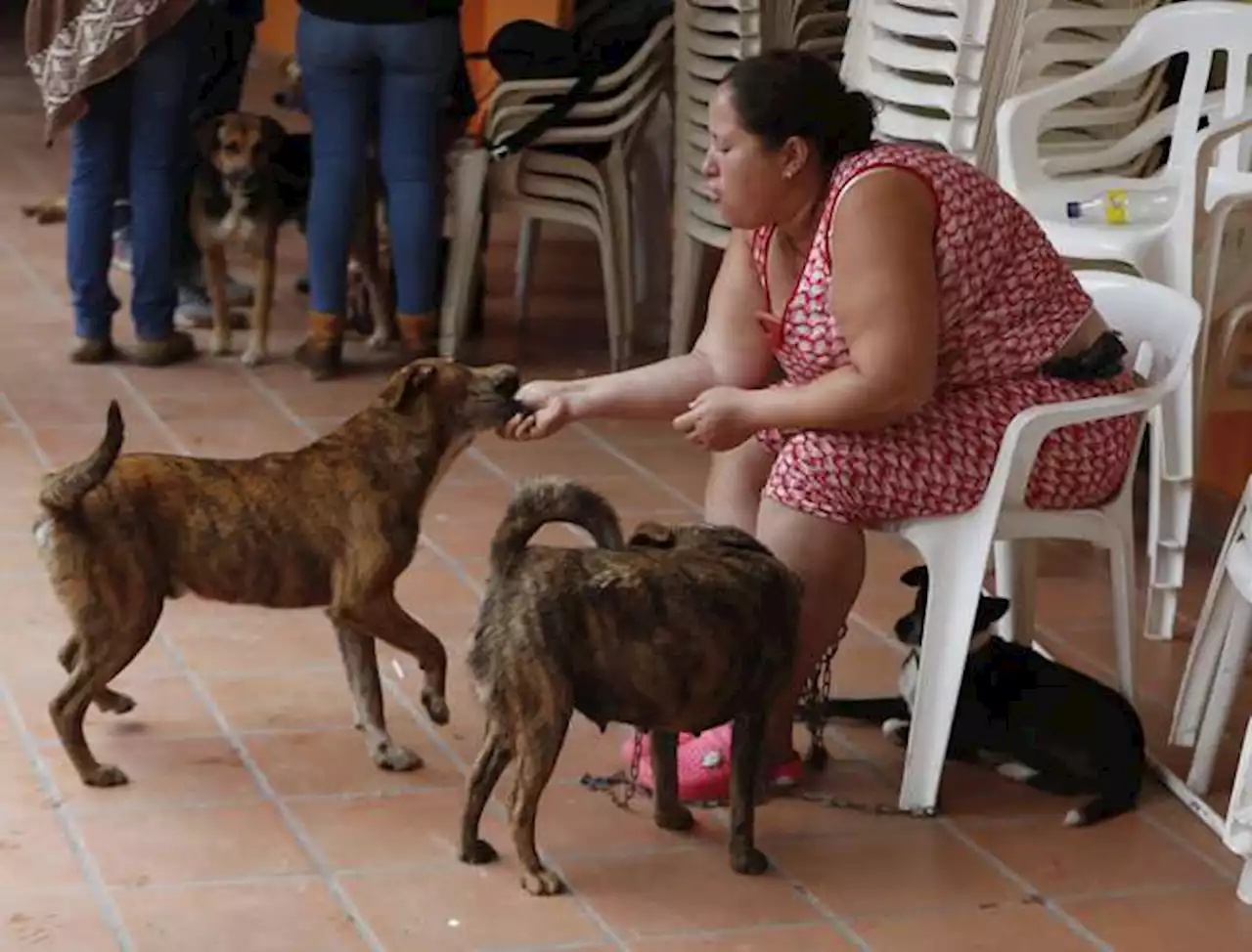 “Salvaron mi vida”: sus perros evitaron que muriera tras avalancha en Rosas, Cauca