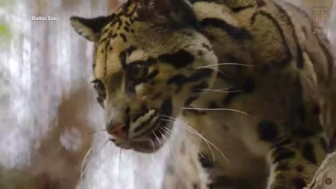 Missing clouded leopard found safe at Dallas Zoo; criminal investigation ongoing