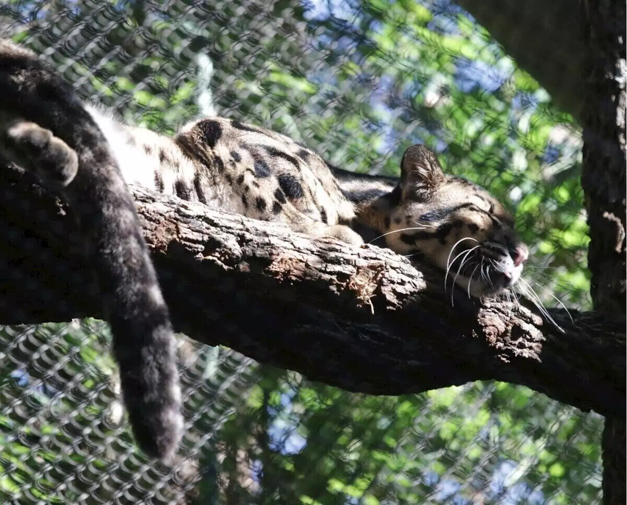 Dallas Police Join Search For Zoo's Missing Clouded Leopard