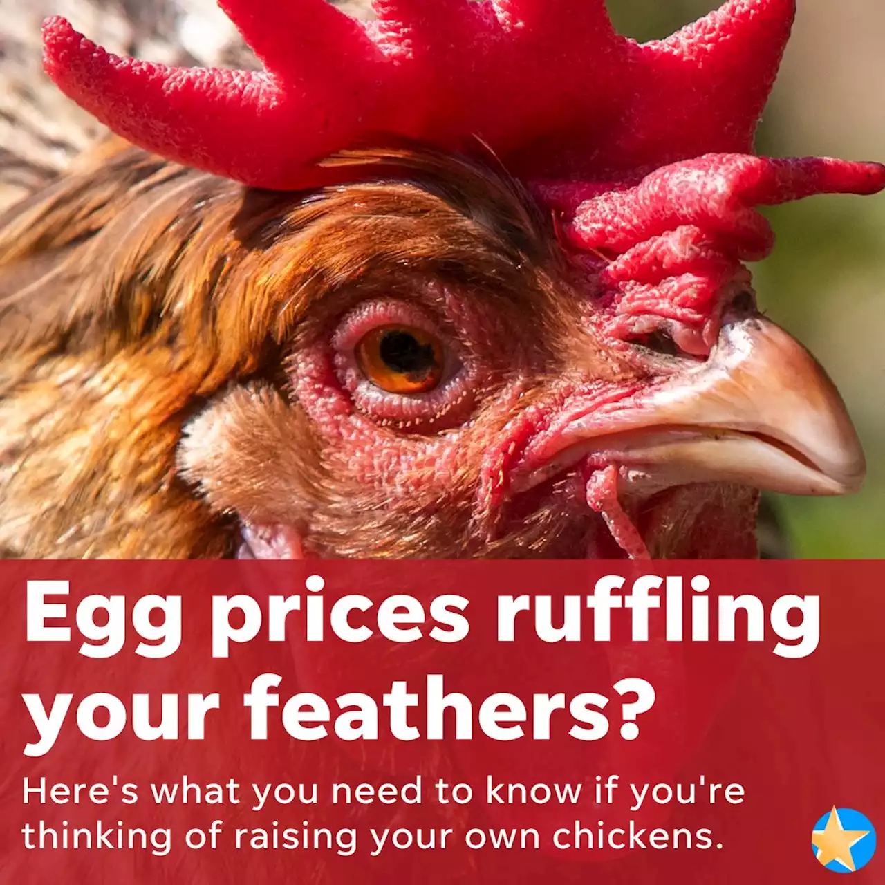 Egg prices are up. Is it worth raising your own chickens? Is it allowed in Indianapolis?