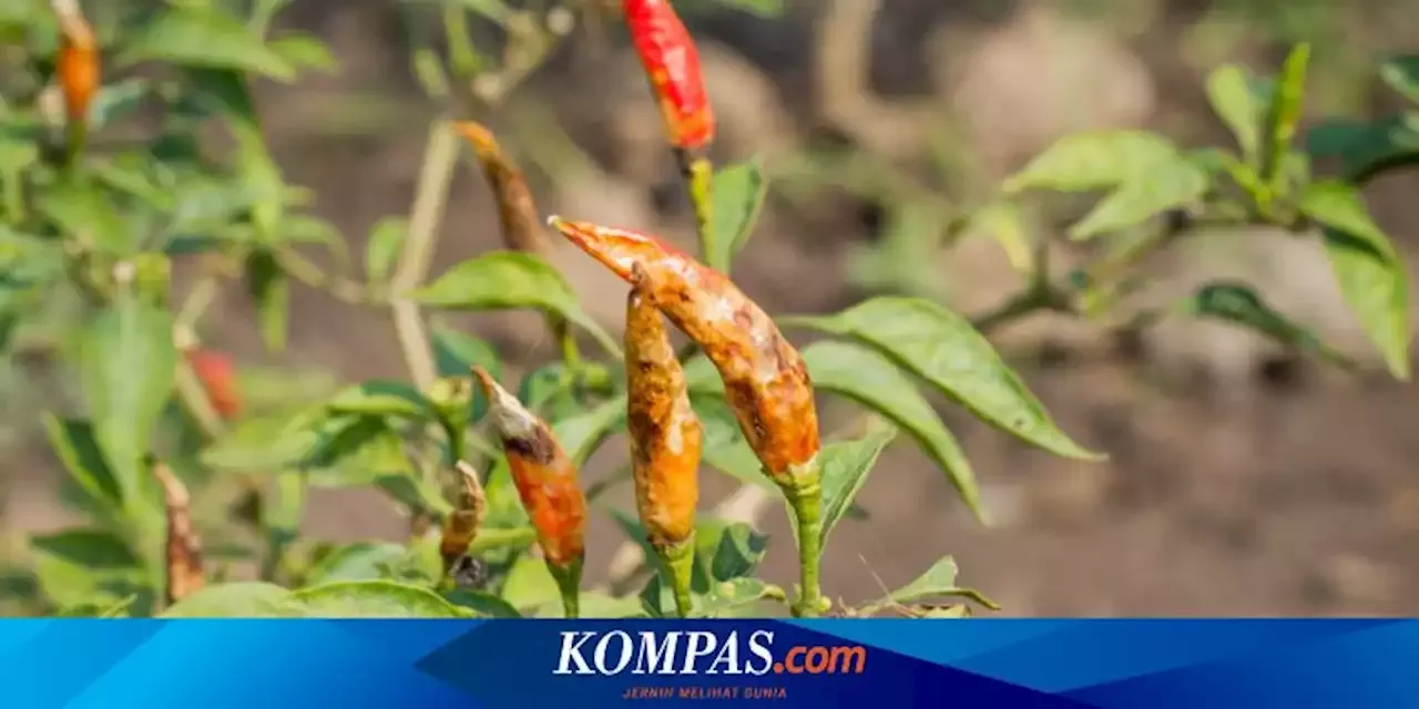 Penyakit Layu Fusarium Dan Layu Bakteri Tanaman Cabai Apa Bedanya