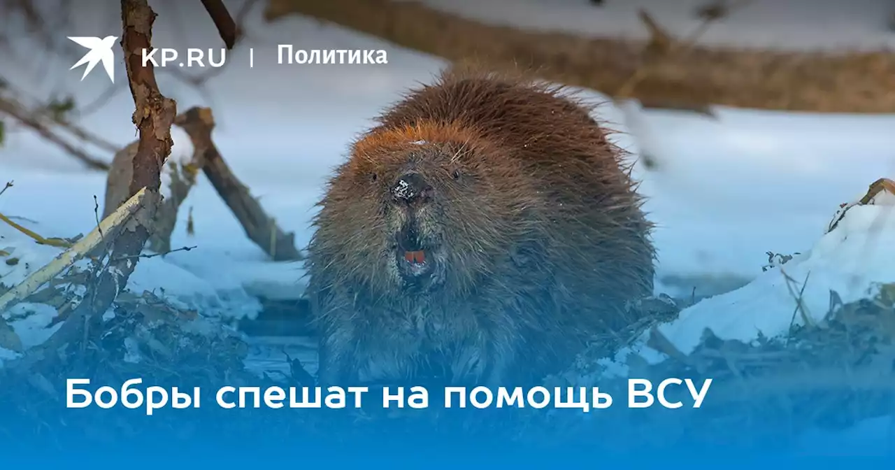 Бобры спешат на помощь ВСУ