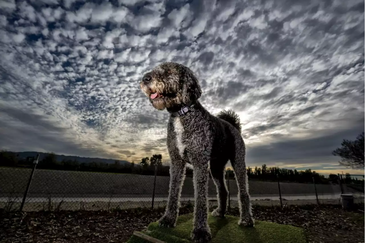 Photos: Dogs enjoy a break in the rain at Sepulveda Basin Off-Leash Dog Park