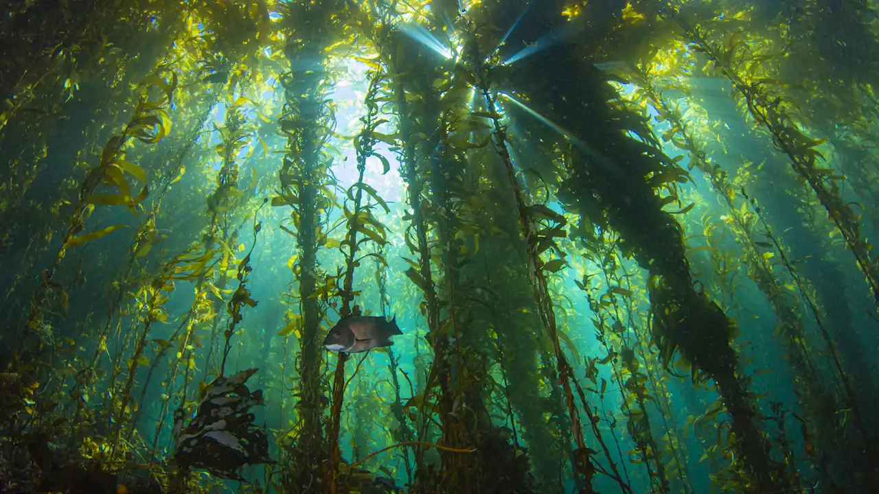 La France lance une titanesque « cartographie génétique » de la biodiversité marine, voici ses 3 objectifs...