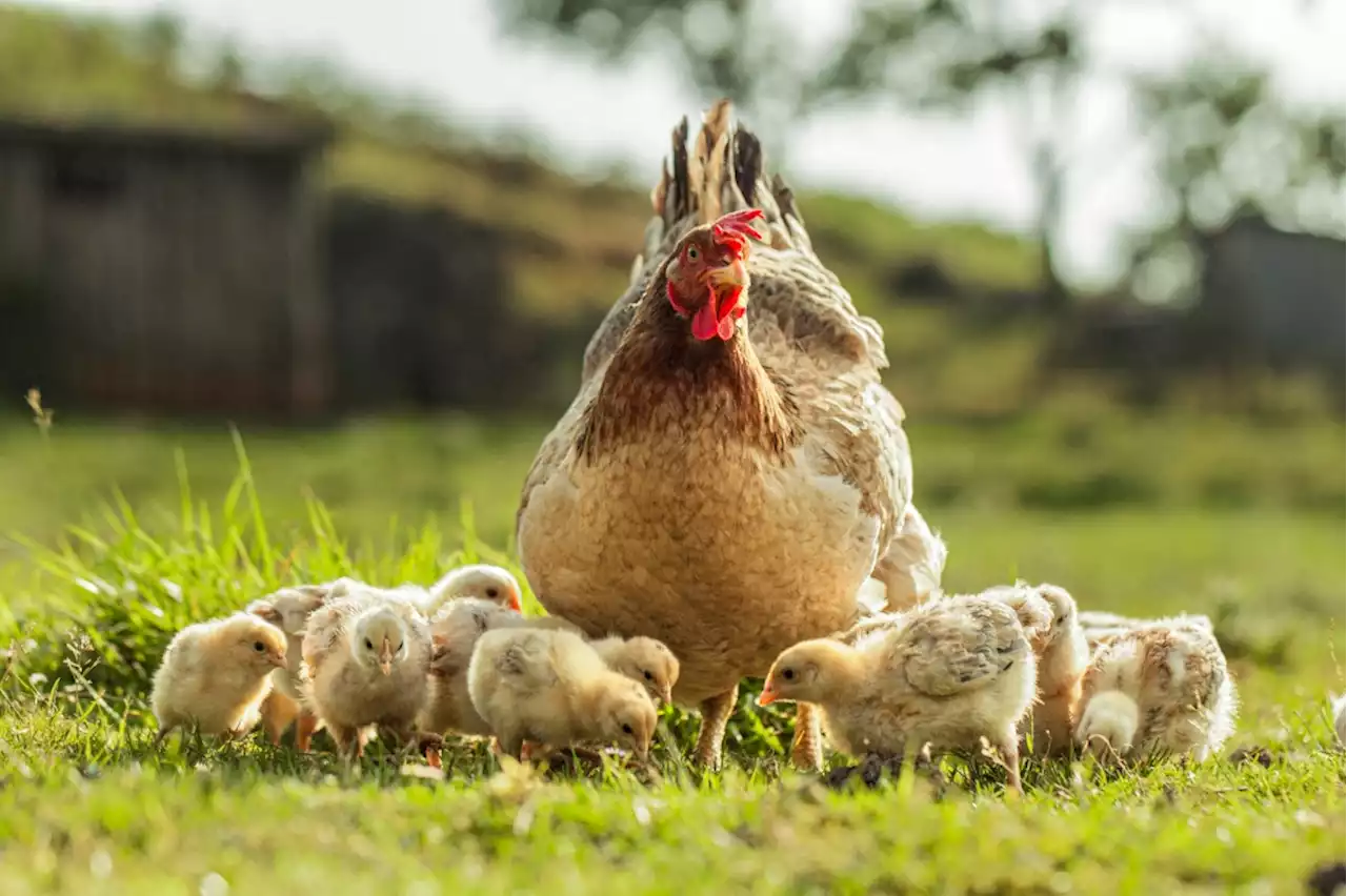 Boichik Bagels seeks volunteer chickens to consume kosher Everything mush