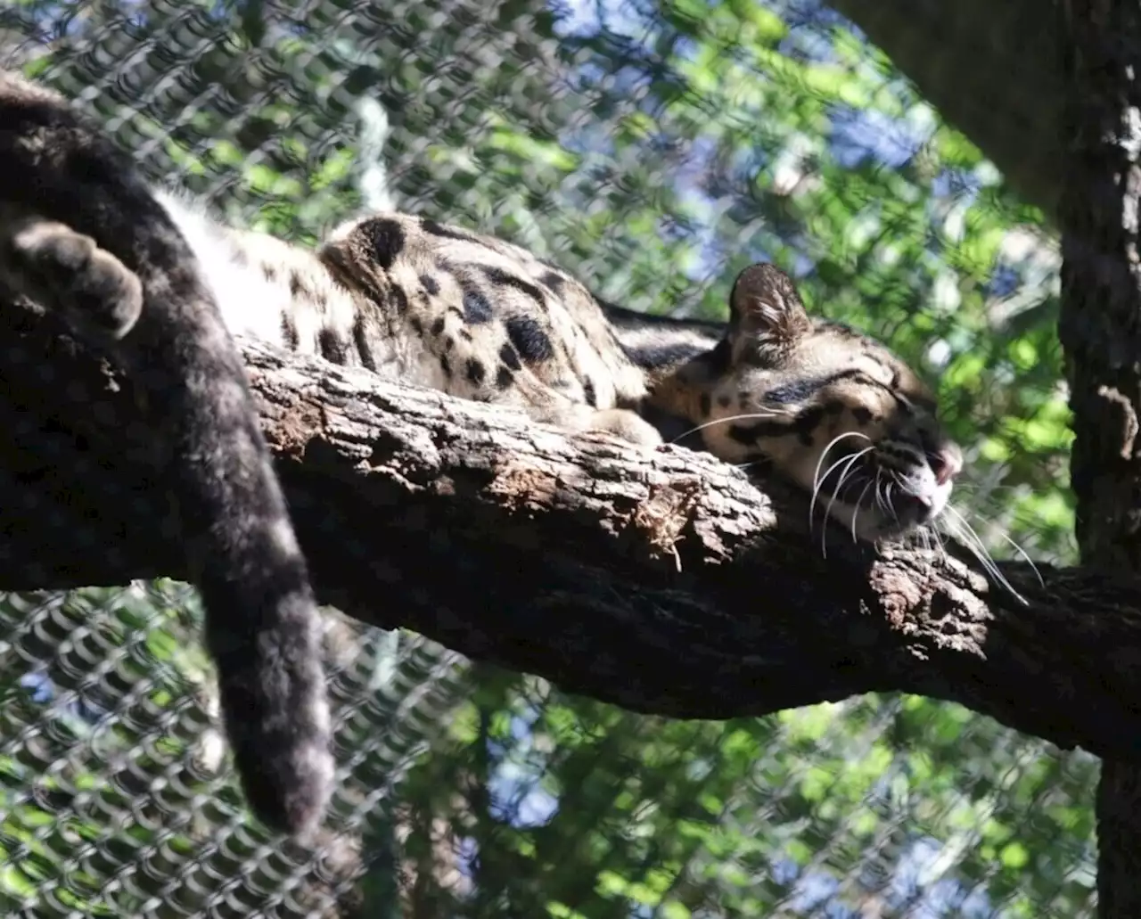 Dallas Zoo’s missing clouded leopard found safe and sound