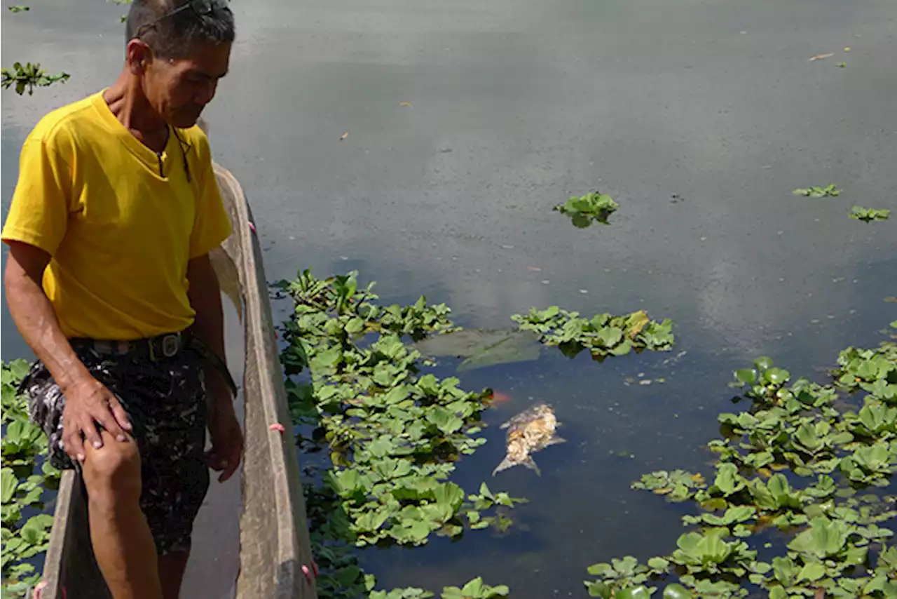 Fish kill in Lake Sebu: at least 10-M peso worth of tilapia dead