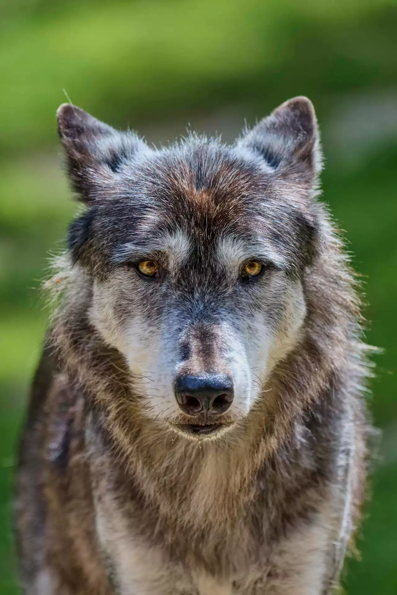 Wolf reißt Damwild im Tierpark – Sicherheitsmaßnahmen verstärkt