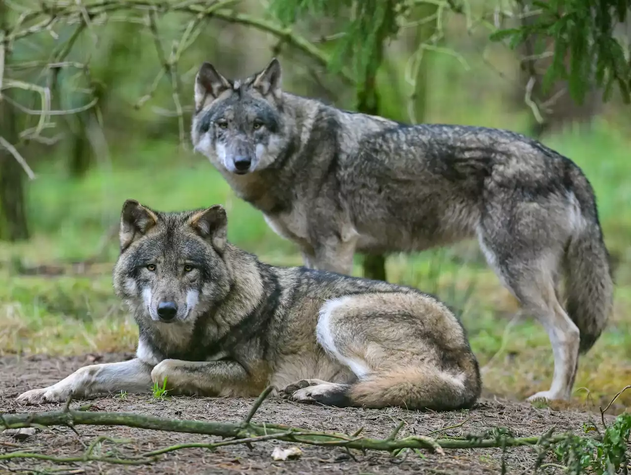 Wolfsangriff: 600-Kilo-Pferd schwerverletzt