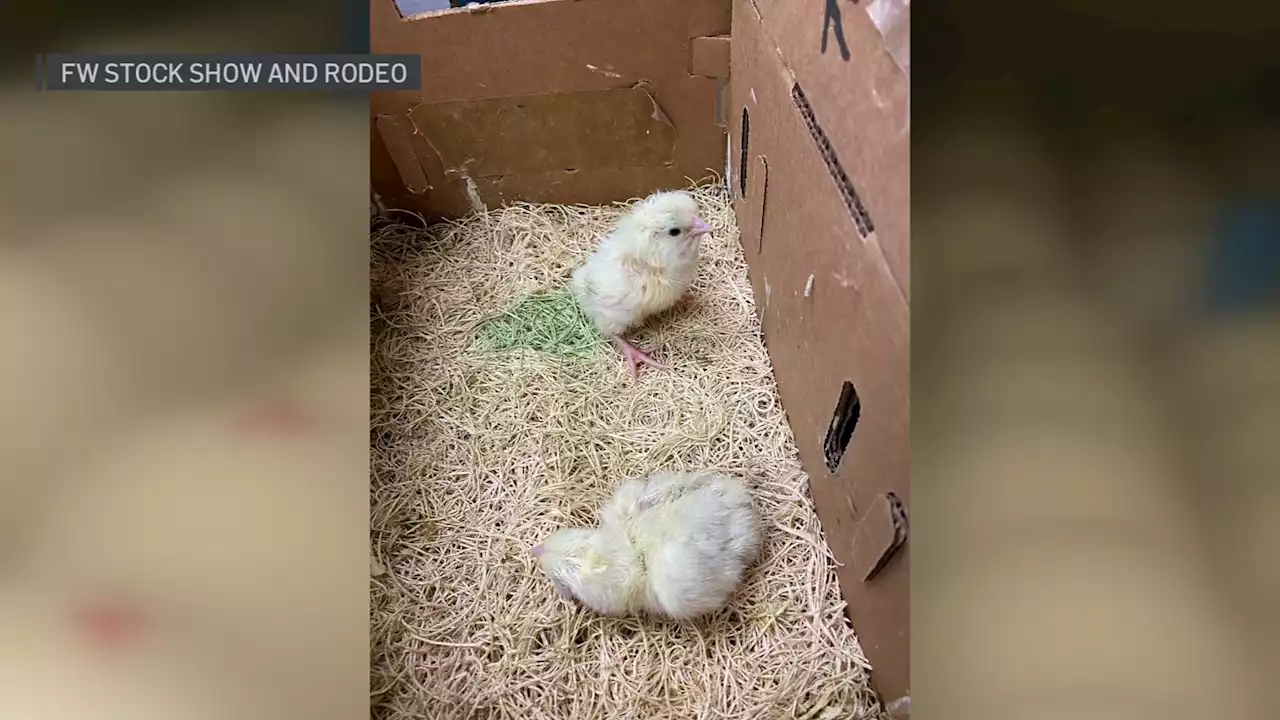 Fort Worth Stock Show and Rodeo Hatches First Chicken of 2023 for Children's Barnyard