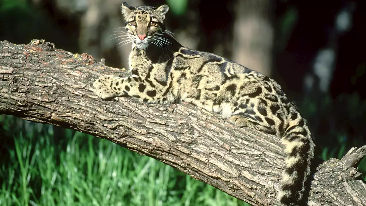 Missing Dallas Zoo Clouded Leopard Found Unharmed on Zoo Property