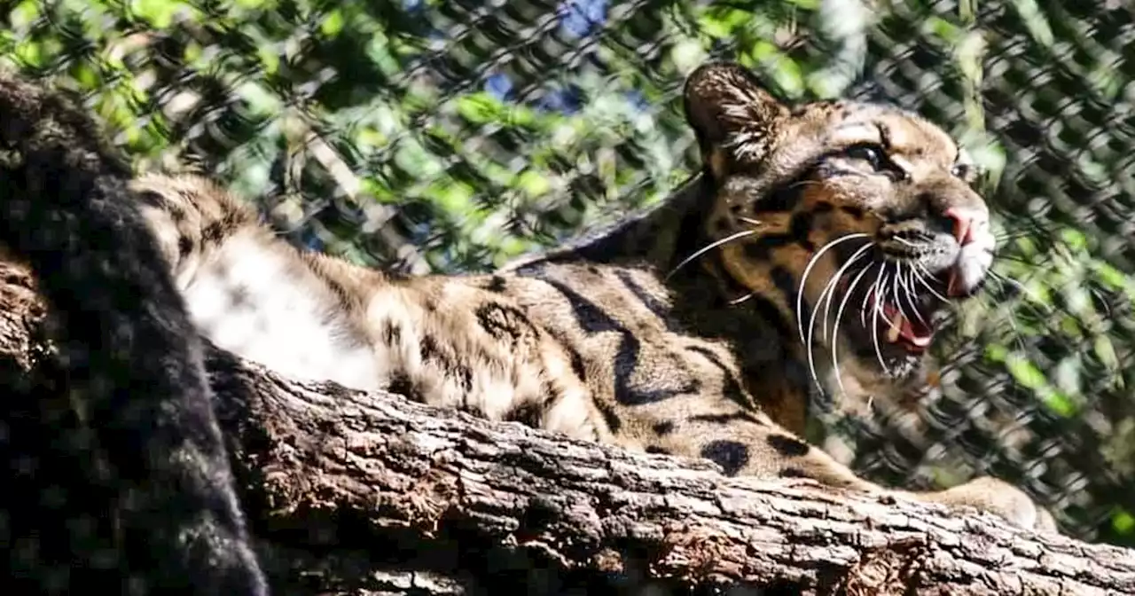 Clouded leopard goes missing: Dallas Zoo grapples with ‘a serious situation’