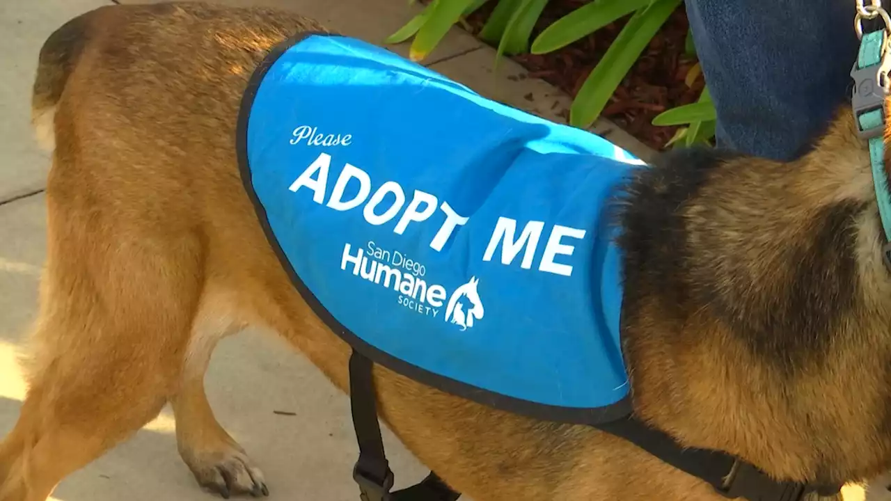 San Diego Humane Society Has Too Many Dogs, Fees Waived for First 100 Adoptions Through Sunday