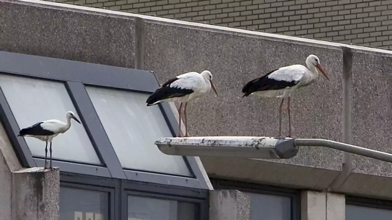 Ooievaarstelling moet dit jaar invloed vogelgriep uitwijzen