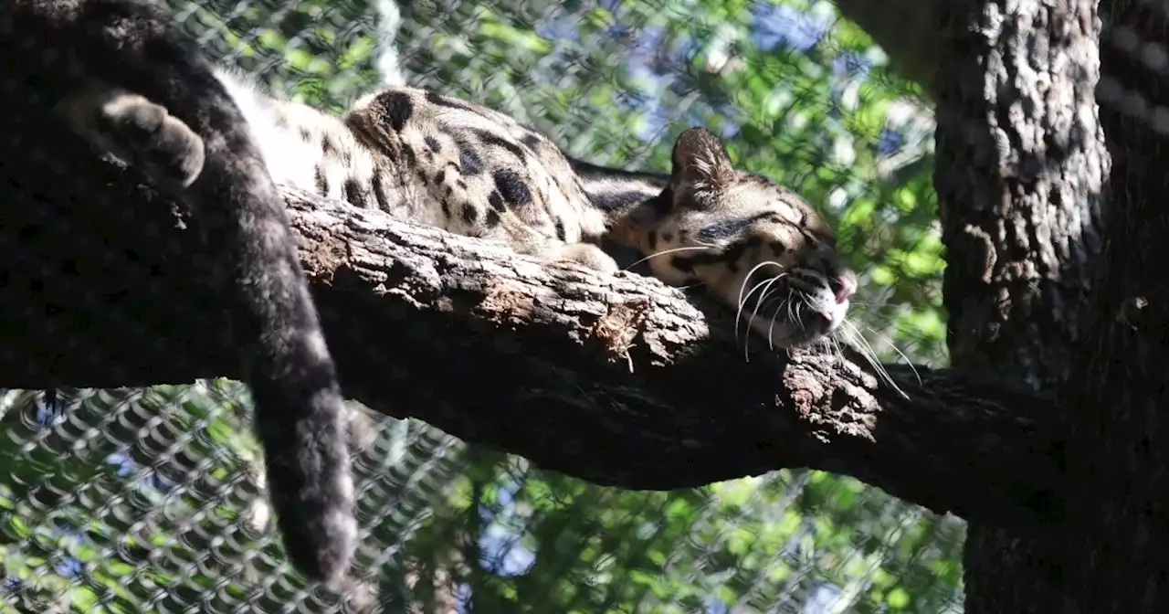 Police open criminal investigation into missing Dallas Zoo leopard