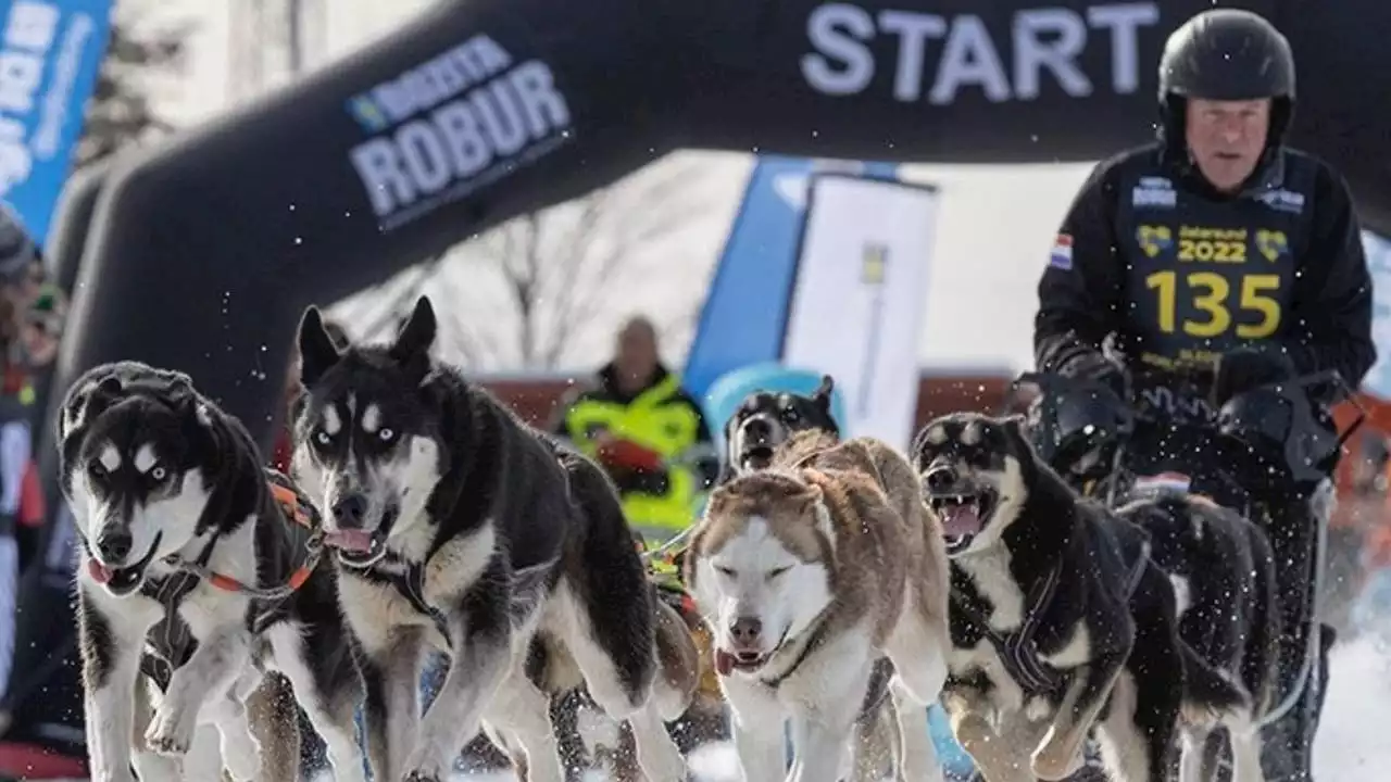 Gerrits husky's beten hondje Wolfje dood: 'Hij sprong zo tussen ze in'