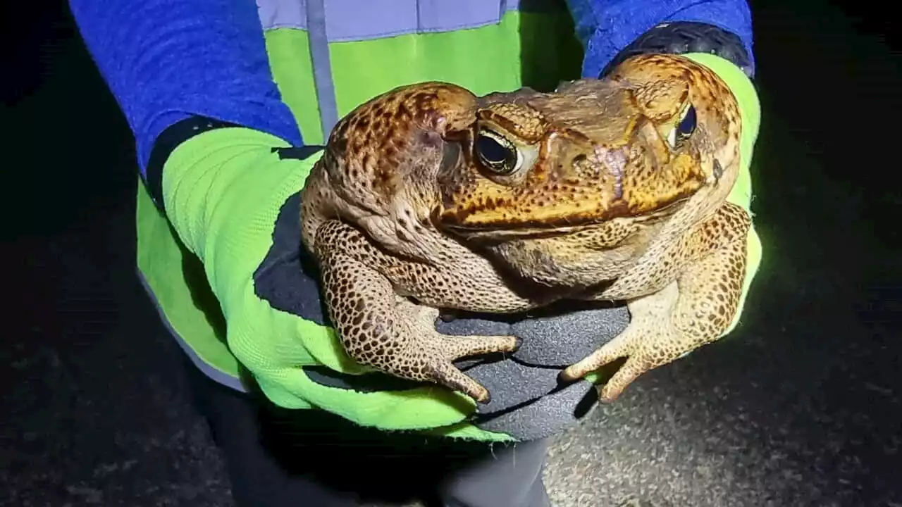 Zombie cane toads are real. Here's how they can come back from the 'dead'