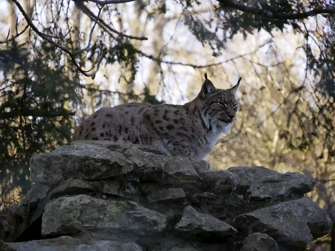 Gewilderter Luchs: Strafanzeige eingereicht - Schweizer Bauer