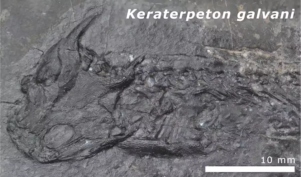 Prehistoric Puzzle Deciphered – Scientists Solve the Mystery of 300-Million-Year-Old Cooked Tetrapod Bones