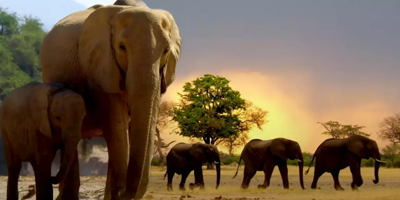 NatGeo Drops Natalie Portman-Narrated Secrets of The Elephants Trailer