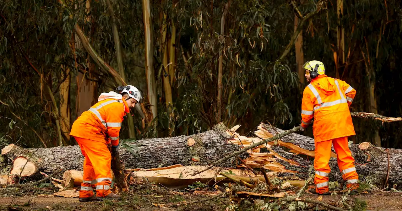 Storms take a heavy toll on San Francisco’s trees