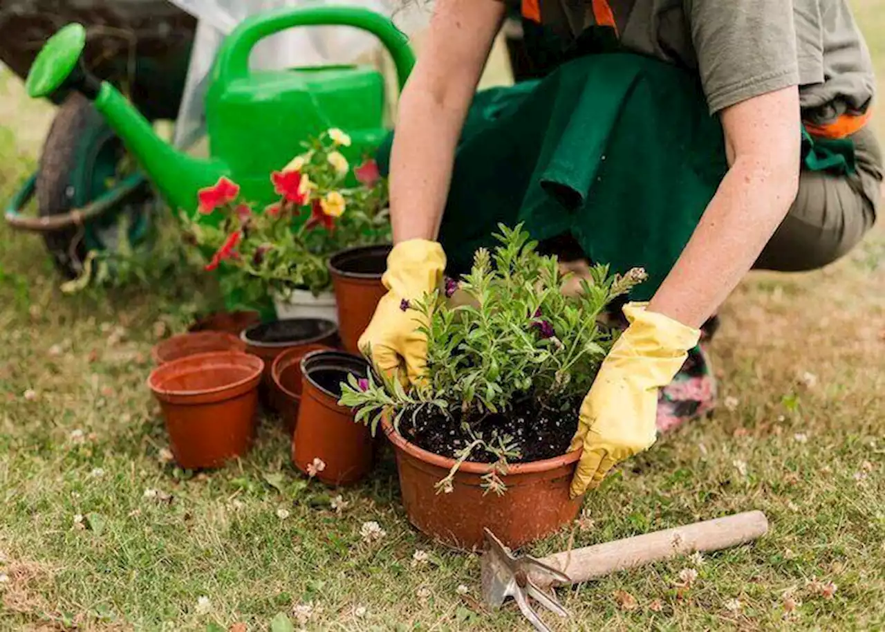 Hasil Penelitian: Berkebun Bisa Bantu Turunkan Risiko Kanker