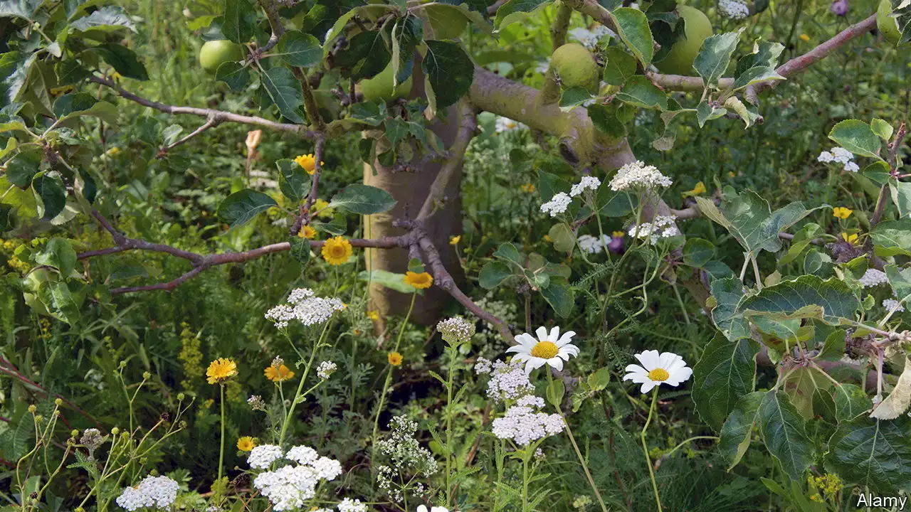 Wasp larvae that eat aphids alive may save apple crops