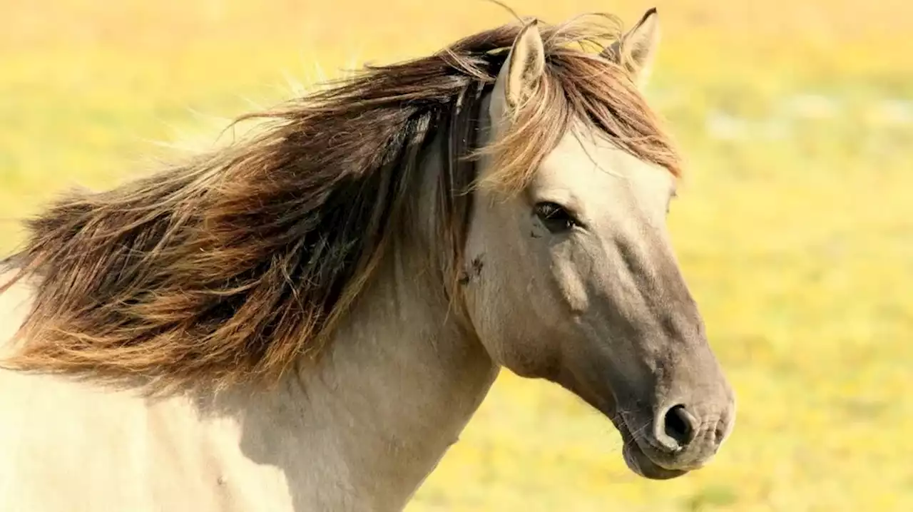 Un brasileño intentó ingresar al país con semen de caballo y quedó demorado en Misiones