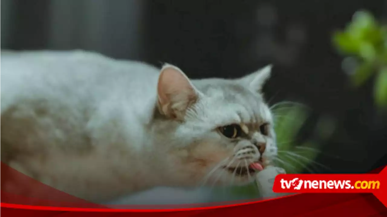 Lewat 'Snack Time' Bangun Interaksi dengan Kucing Peliharaan