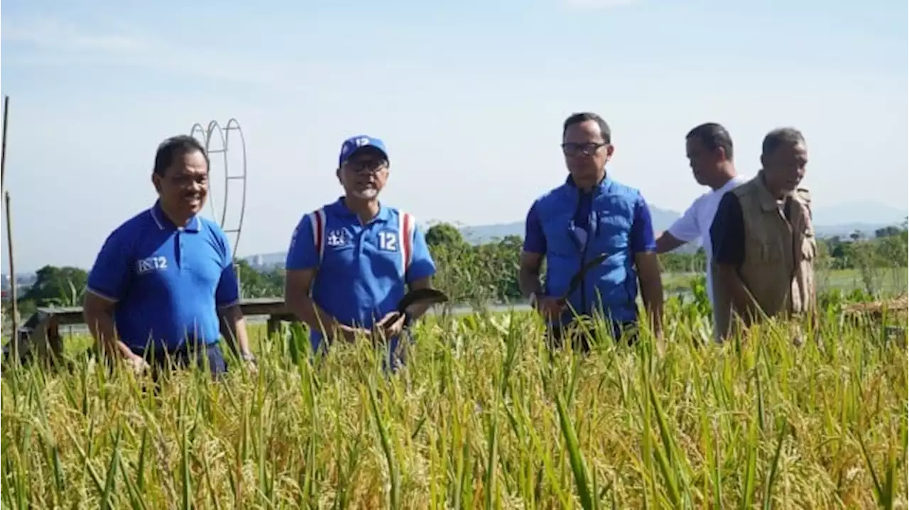 Mendag Zulhas Pastikan Tak Ada Impor Beras Saat Panen Raya