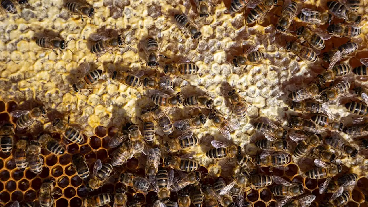 Gute Nachrichten: Erster Impfstoff für Bienen in den USA zugelassen