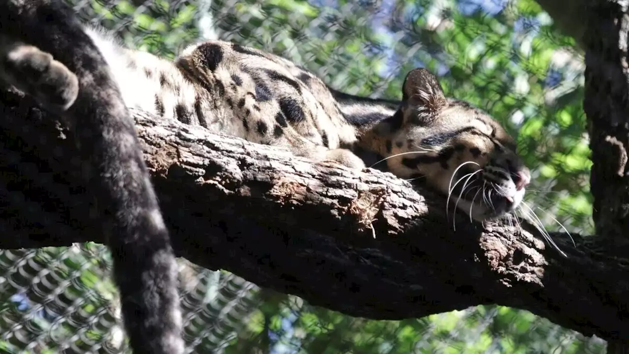 Dallas Zoo leopard missing, police suspect 'intentional' act