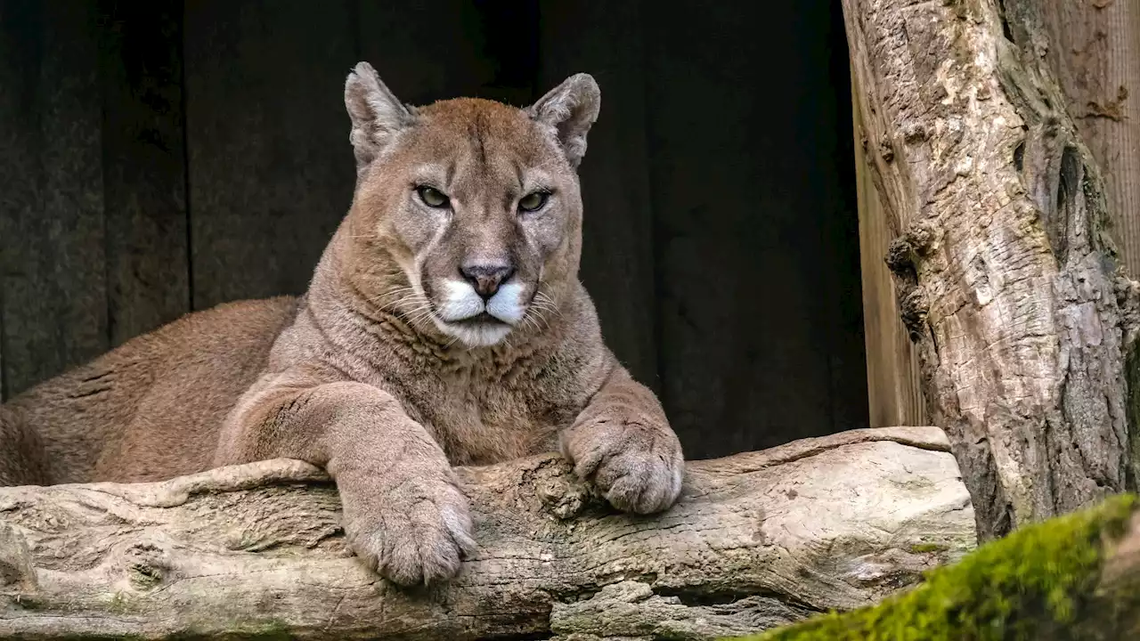 This Week in Nature: Cougars on the Comeback Trail and Their Road Leads to the Midwest