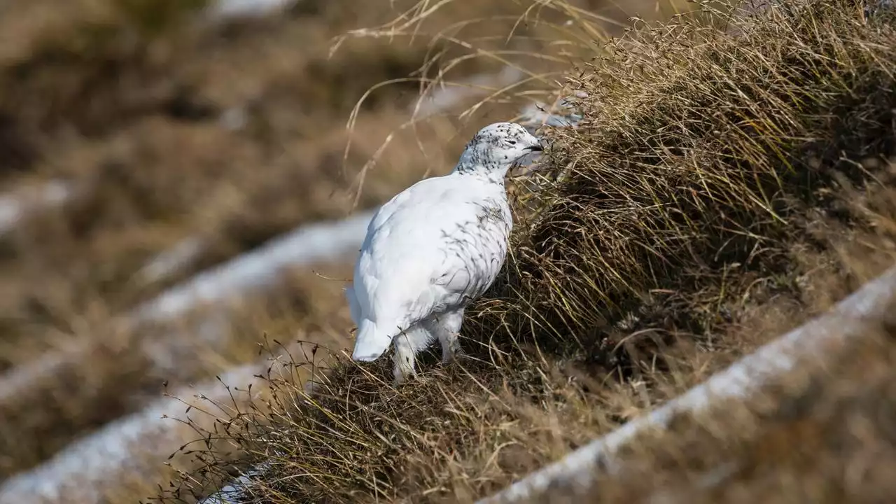 Wenig Schnee: Wie Alpentiere unter dem milden Winter leiden