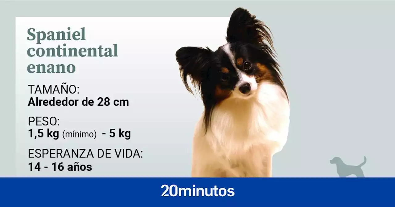 El spaniel continental enano, un antiguo perro con dos variedades y cuyo nombre original es 'mariposa' por sus enormes orejas peludas