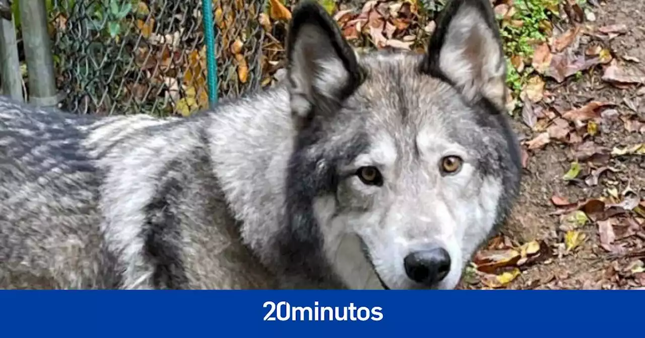 Matan a su perro porque unos cazadores lo confundieron con un coyote