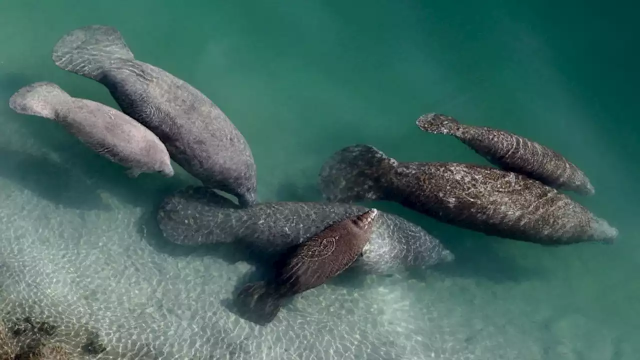 Florida manatee deaths drop but starvation still a concern