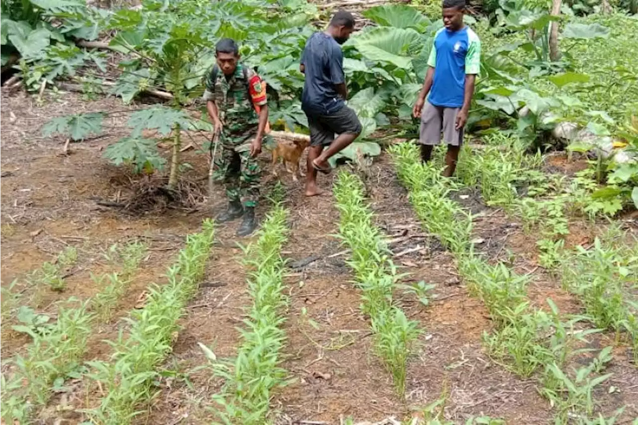 Koramil Biak Utara bantu petani lakukan penyemprotan pestisida