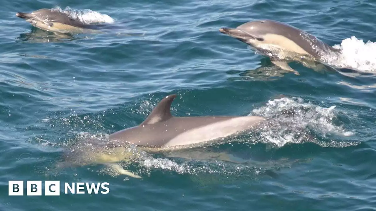 Sea-life reports sought by Cumbrian marine mammal rescuer