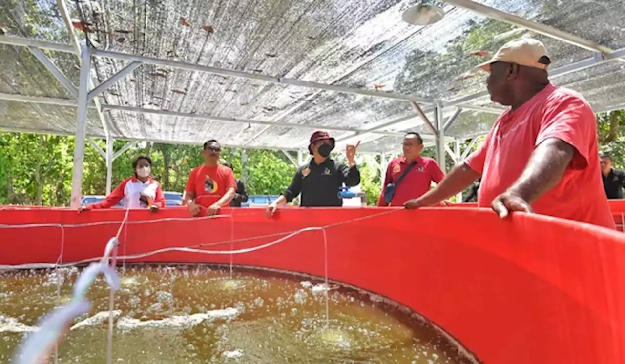 Wadah Anak Muda di Papua Budi Daya Nila Sistem Bioflok