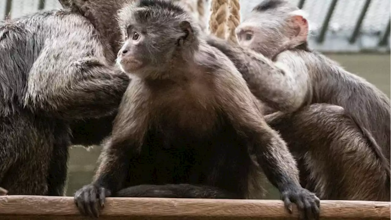 Kapuzineraffendame im Zoo hat Nachwuchs bekommen - trotz Verhütung