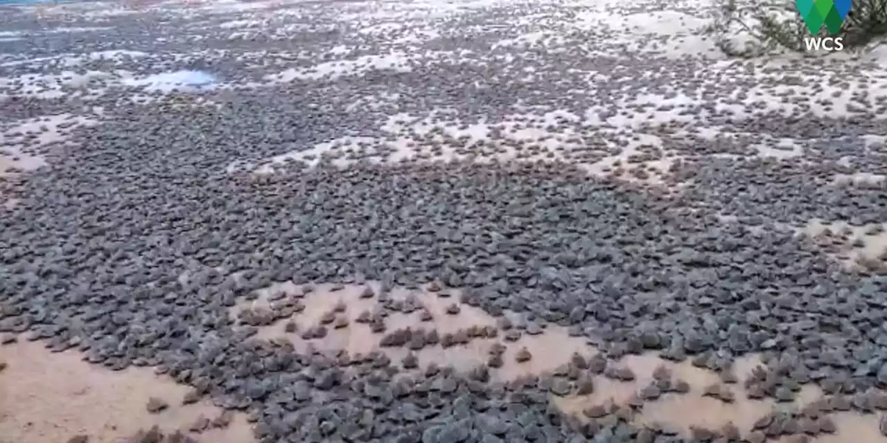 Scientists just documented the world’s largest hatching of baby turtles