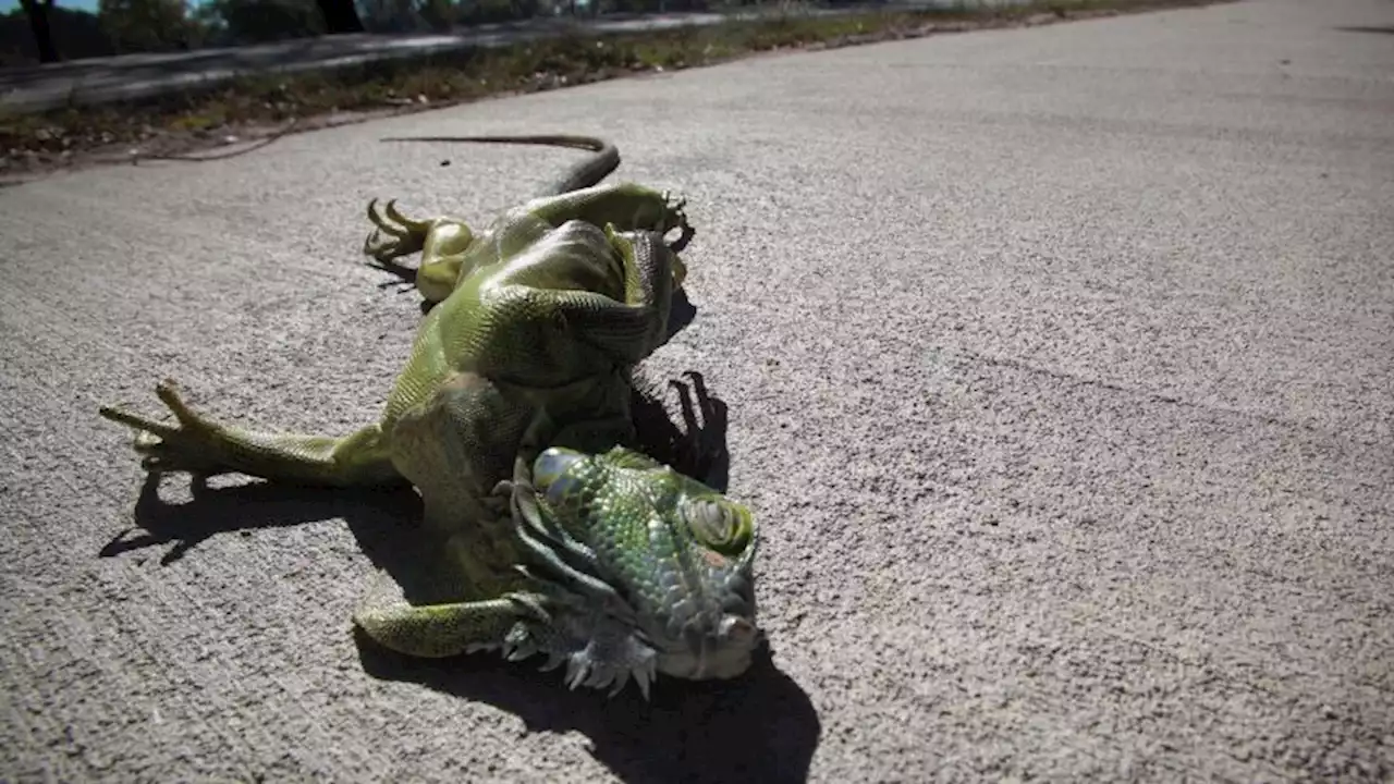 Watch out for falling iguanas over your head | CNN