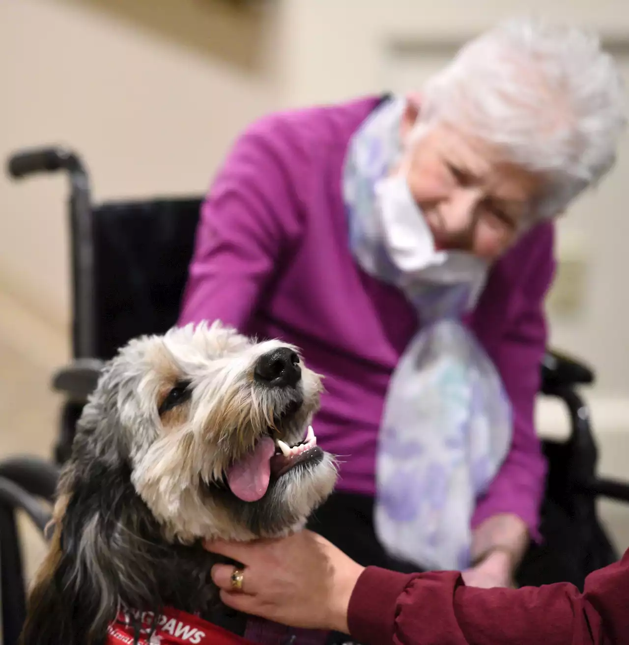 Good News Sunday: Anderson's Healing Paws program offers four-legged therapy